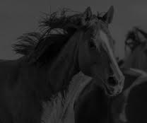 caballos